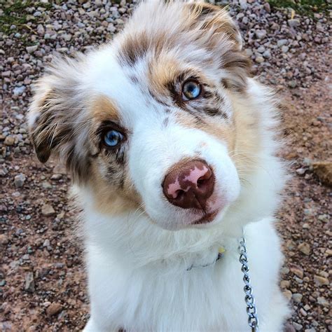 Red Merle Australian Shepherd | Australian shepherd, Red merle ...