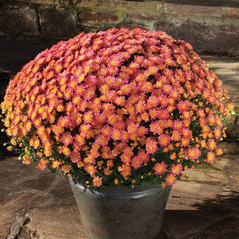 Fall Mums, Hardy Mums, Garden Mums: What's the Difference? - Garden ...