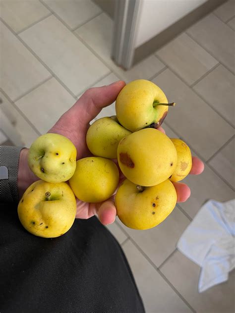 How you like them apples? : r/foraging