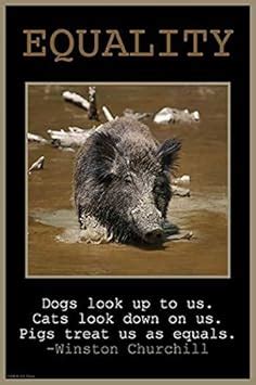 Dogs Look up to us Cats Look Down on us Pigs Treat us as Equals Winston ...