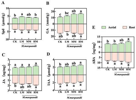 Effects of Marquandomyces marquandii SGSF043 on the Germination ...