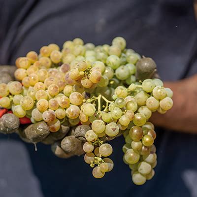Cava aging - The Cava production process | D.O. Cava