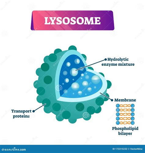 Lysosome Structure