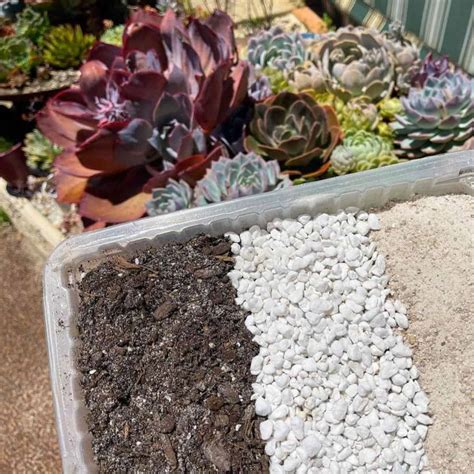Succulent Soil Mix: How To Make Succulent Potting Soil [RECIPES]