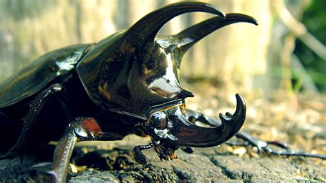 Rhino beetle, Beetle, Beetle insect