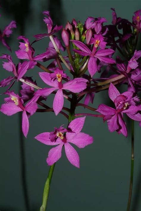 Browse E | The Jerusalem Botanical Gardens