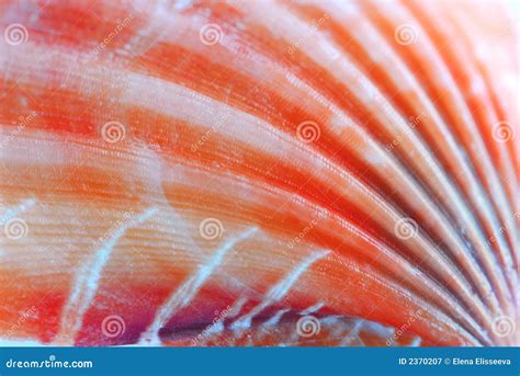 Seashell surface stock image. Image of details, coast - 2370207