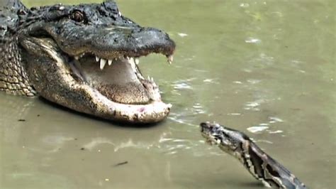 Image result for Alligator vs Python Nat Geo Wild