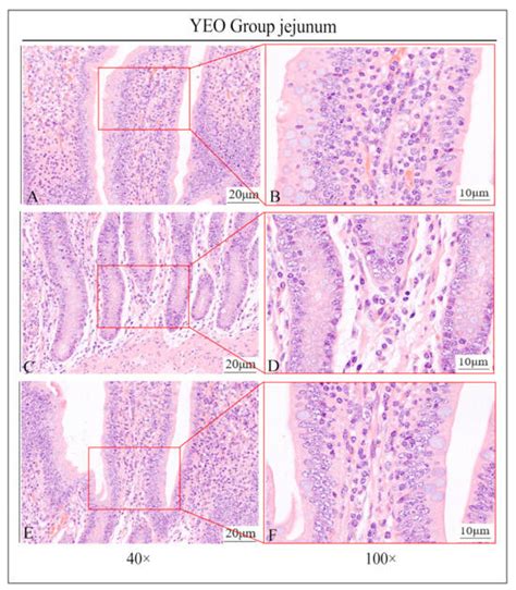 Effects of Oregano Essential Oil on IgA+, IgG+, and IgM+ Cells in the ...