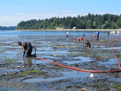 Image result for Geoduck Digging