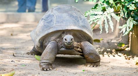 Chimelong Bird Park Guangzhou - Klook India