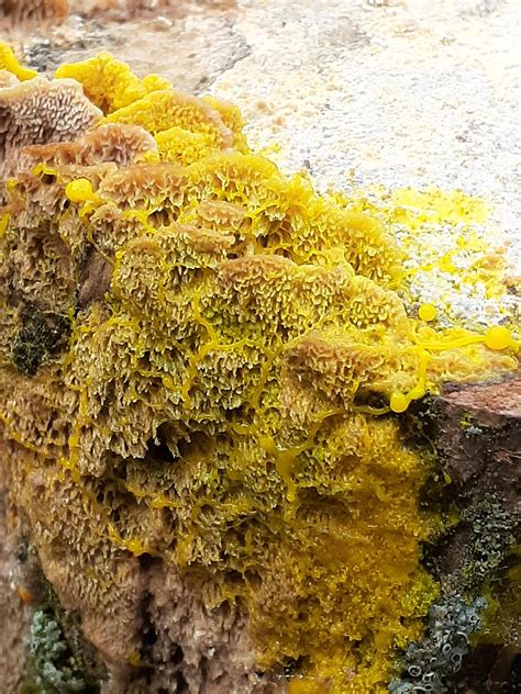 Plasmodial Slime Mold