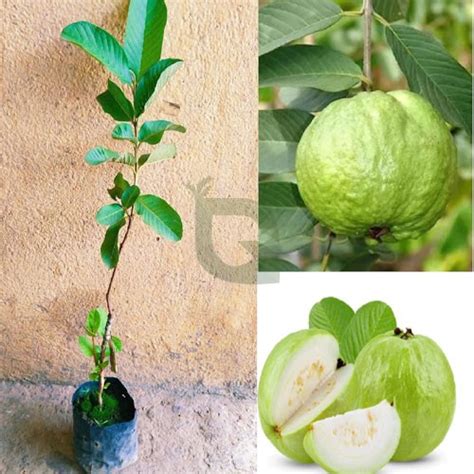Buy Super Kiran Thai 5 Guava Amrood Layering/Grafted Live Plant ...