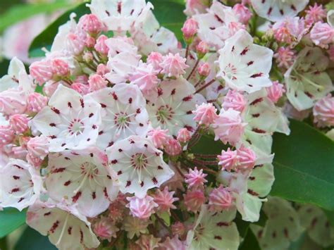 Kalmia Latifolia Flower