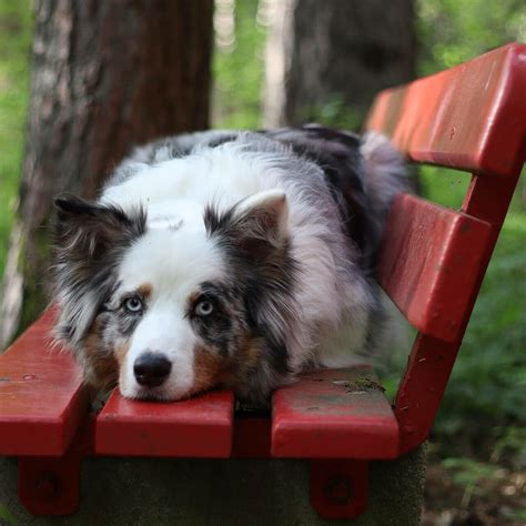 Lakeland's child of the Turn - Blue Sky - LA Aussies