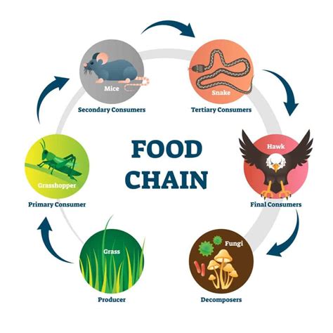 Food Chain: 1. Primary Producer - A-Z Animals
