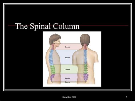 Image result for Musculoskeletal System Joints