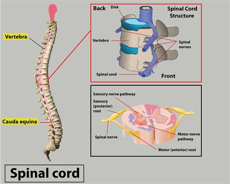 What is the spinal cord? How is it protected?