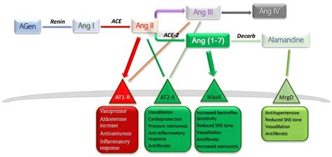 The Renin Angiotensin Aldosterone Reflex Autonomic And Endocrine