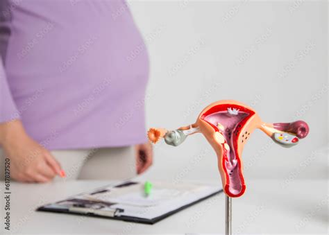 Image result for Reproductive System Baby