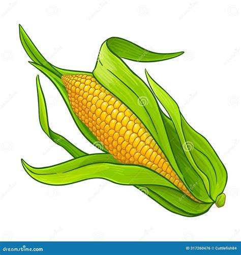 Corn on the Cob Colored Detailed Illustration Stock Vector - Illustration of diet, product ...