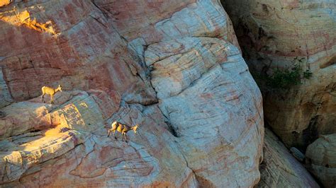 Bing image: Bighorn sheep in Valley of Fire State Park, Nevada, United States - Bing Wallpaper ... - wildlife in valley of fire state park