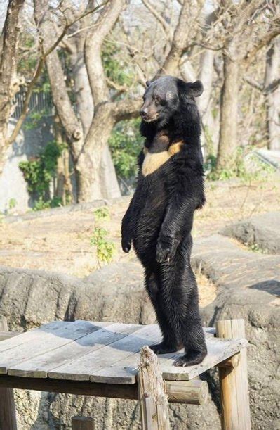 台一黑熊直挺站立被疑人假扮 高雄市长澄清是真熊--台湾频道--人民网