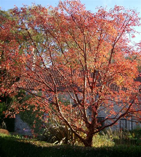 Paperbark Maple [Acer griseum]