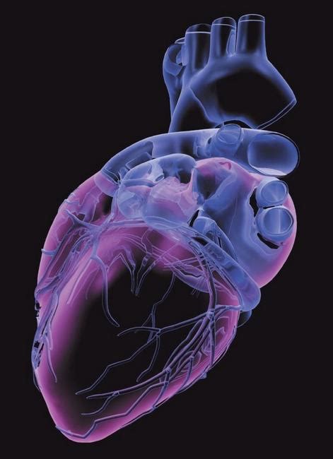 3d心脏模型,心脏3d模型下载_3D学苑