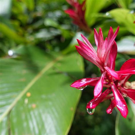 EXCURSION OCHO RIOS DAY TOURS - All You Need to Know BEFORE You Go 2026 ...