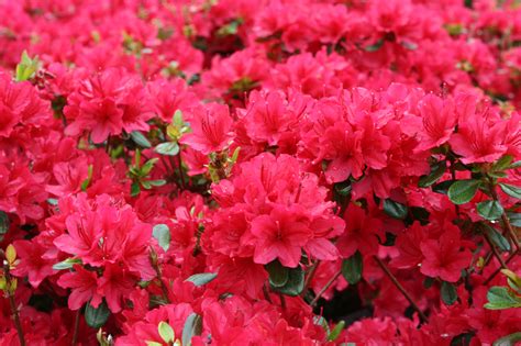 Evergreen Azalea Hino Crimson – Youngs Garden Center | Roseburg Oregon