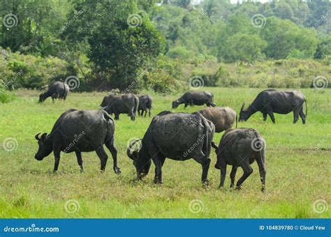 What Is A Bunch Of Buffalo Called at Xavier Guerard blog