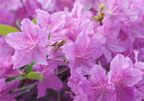 Types Of Azaleas