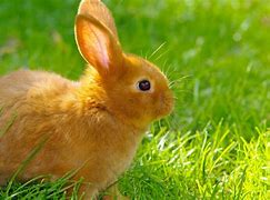 Image result for Wallpaper of Rabbits