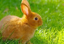 Image result for Cute Orange Bunnies