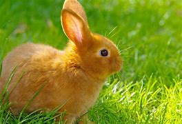 Image result for Desktop Background Cute Bunny Rabbits