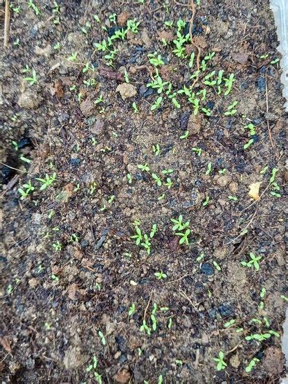 German Chamomile Seeds – seed and plant