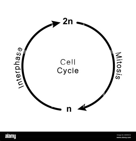 Cell cycle, illustration Stock Photo - Alamy