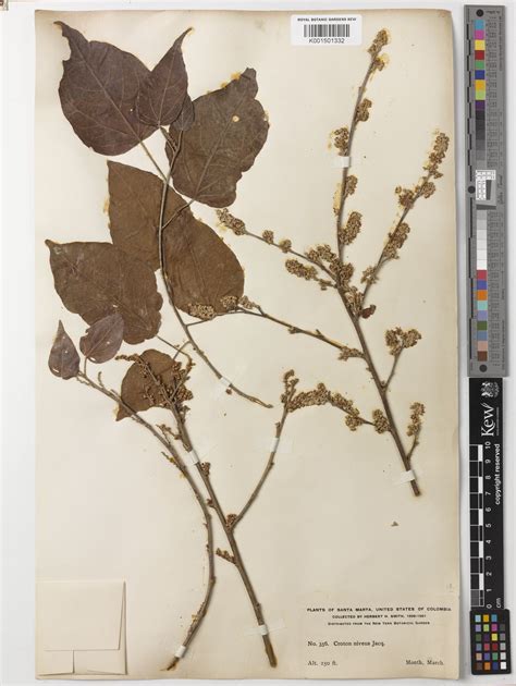 Croton niveus Jacq. | Plants of the World Online | Kew Science