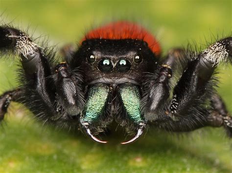 Phidippus Johnsoni