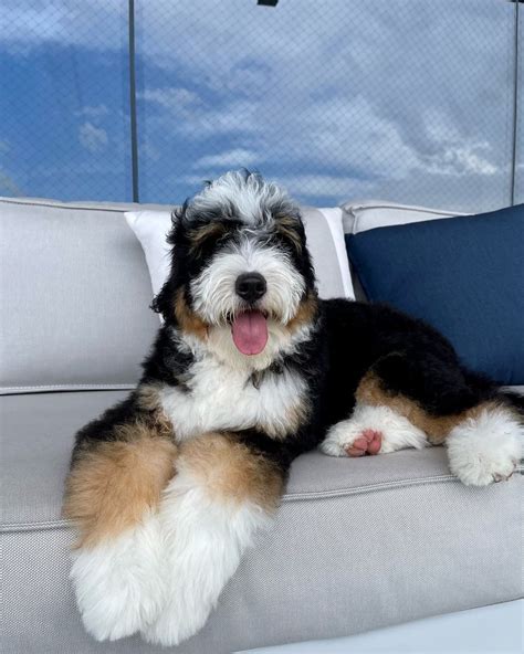 Bernedoodle 101 an intro to the bernese mountain dog poodle mix – Artofit