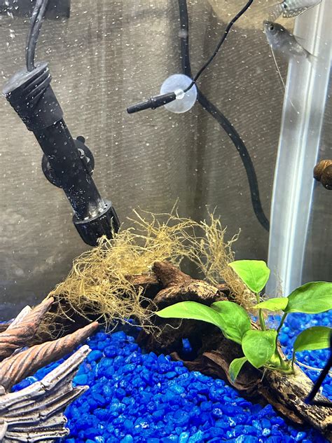 Image result for Nano Tank Java Moss