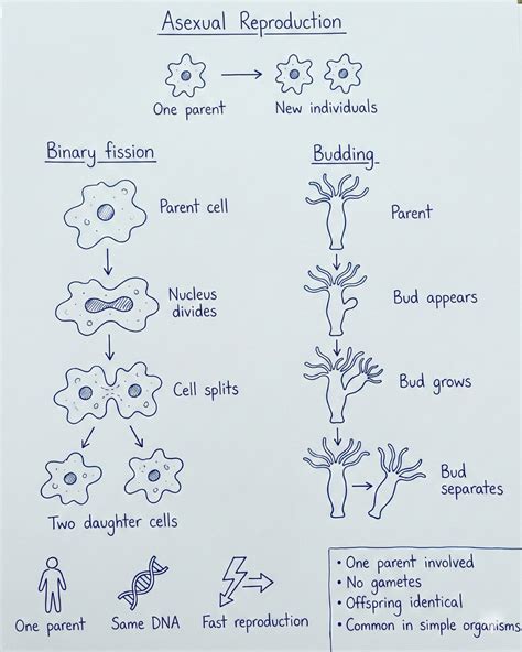 Asexual Reproduction - Types, Steps, Examples & Advantages