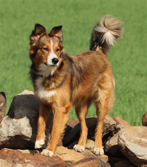 English Shepherd - Temperament, Lifespan, Shedding, Puppy