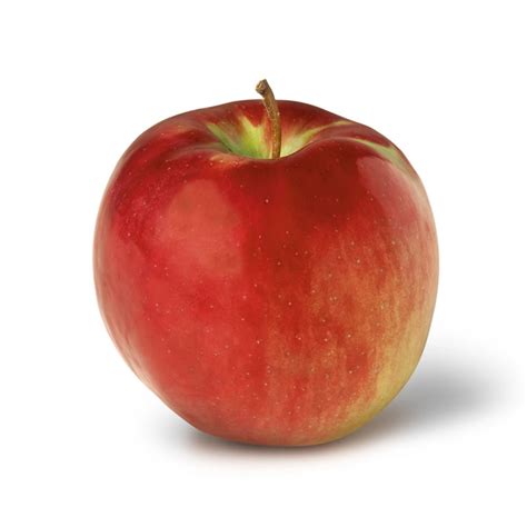 Image result for Apple System.Data