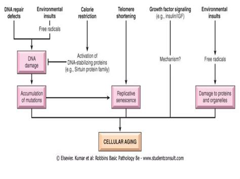 Cellular Aging 的图像结果