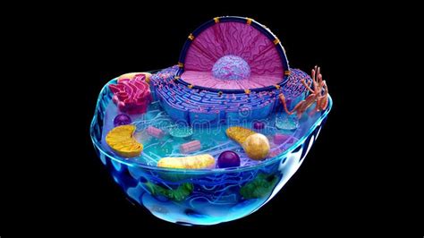 Image result for Cell Structure Animation