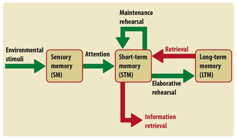 Image result for Multi-Store Memory Model OE