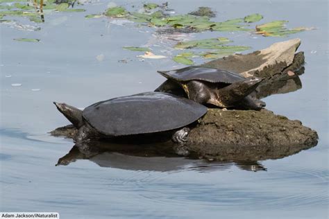 Fastest Softshell Turtle 的图像结果