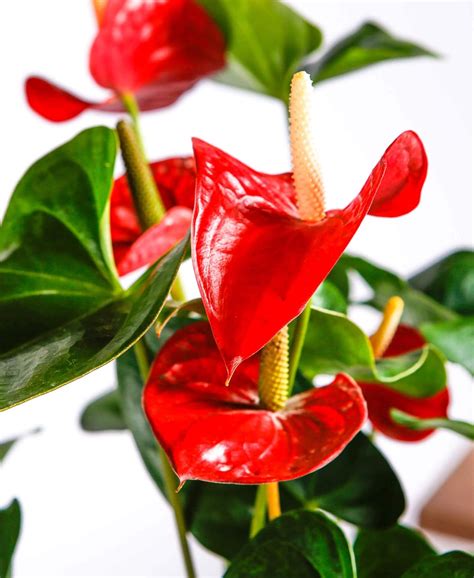 RED Anthurium Live Plant, Healthy Origenal Flower Live Plant,(Pack Of ...